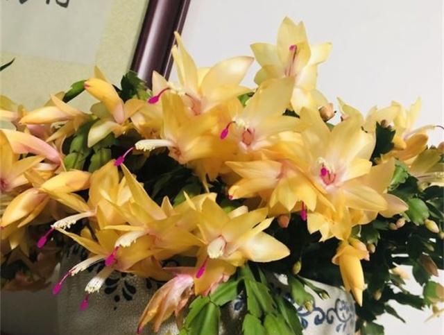 生长发育■夏季养花,三种肥不能用,一用就烂根黄叶,得讲究这些方法技巧