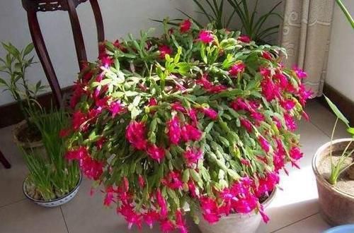  【花钱买】还在花钱买这3种植物？别傻了，“掰根枝”插土里，30天就生根！