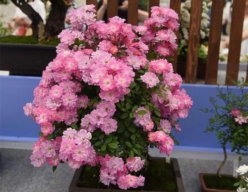  花盆@一个碗大的花盆，也能种出苹果树？别说，看着还挺诱人的！