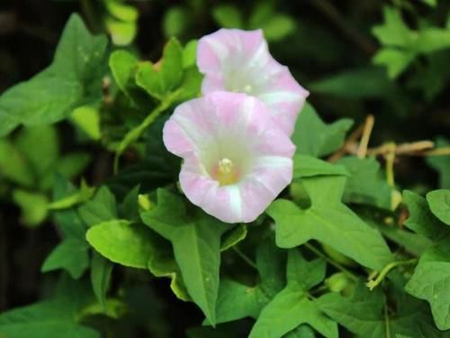  [玉米]玉米田里的“恶草”，农民见到就烦，但嫩叶却是上佳野菜，别错过