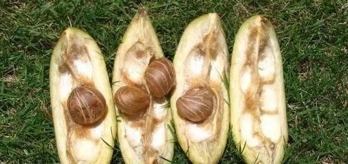  「种子」发财树能开花，还能结“果子”，果子像柠檬，能见到真“幸运”