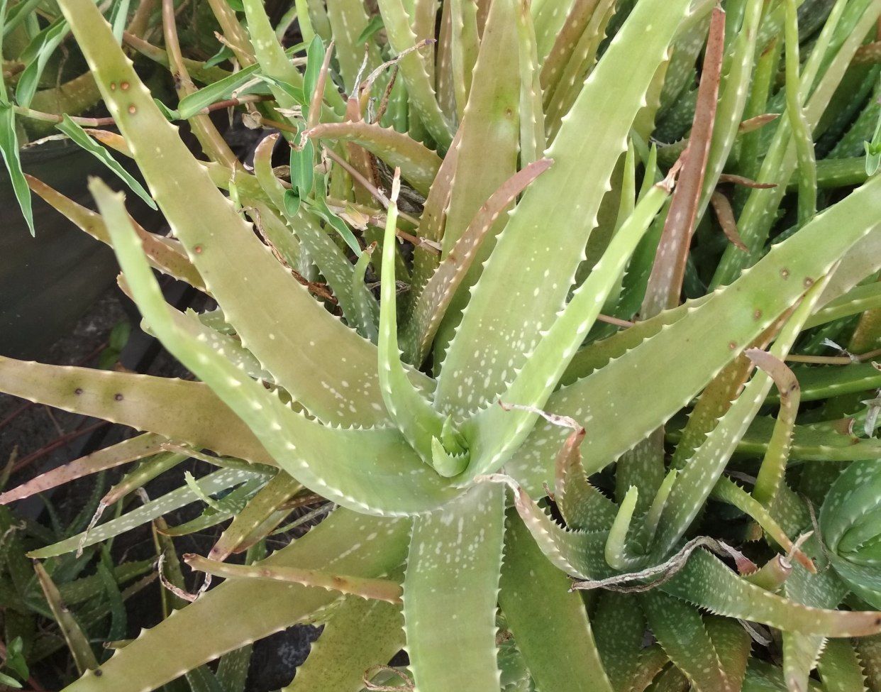  [光照]芦荟开花后会死吗