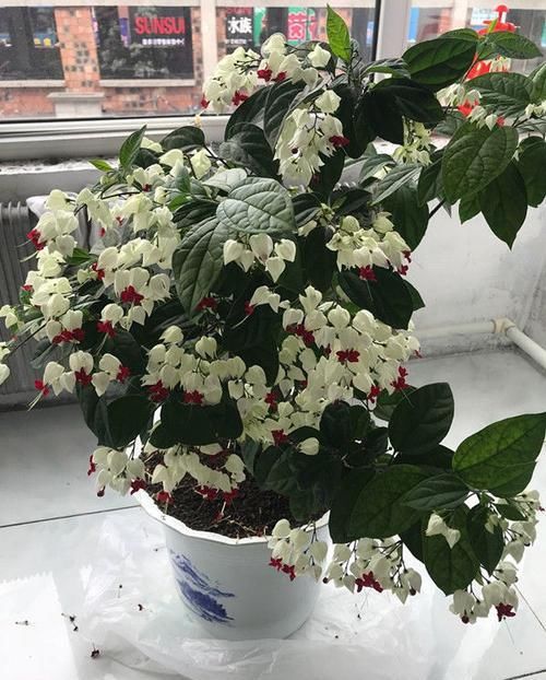  『值得』?适合养此款花卉，高颜值易打理，花香四溢，你值得拥有