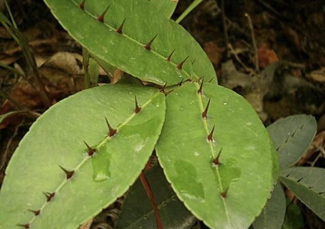  『杂草』很好辨认的1种“杂草”，被称为“两面针”，植株有价值，请珍惜