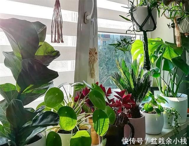  『路边』爆红的镜面草，中国没人要的路边花，国外竟然抢着种，可流行了