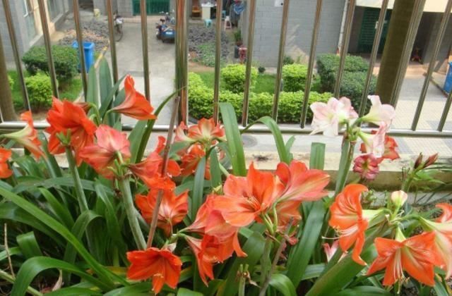  【夏季】朱顶红花败之后，运用这5个养护技巧，让来年开花数量变多