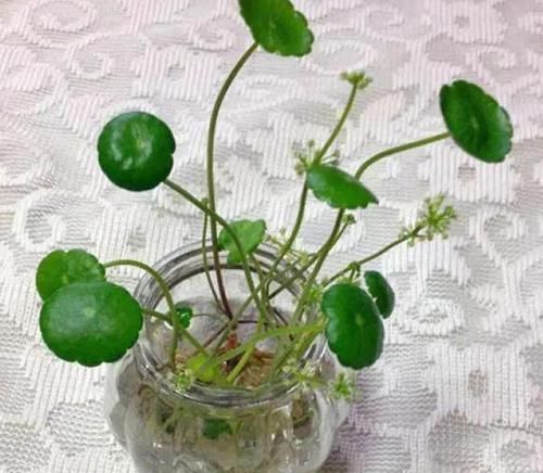  『过程中』水培花草植物该注意哪些细节？明确3个条件，养一盆旺一盆