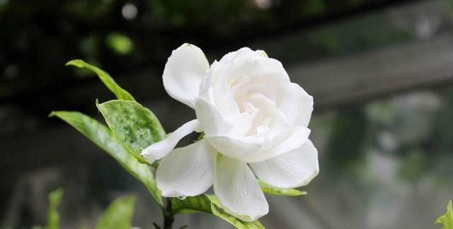  #栀子花#太聪明了！开春养了这几种花，满屋子花香太享受了