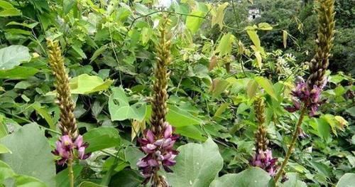  「绿色食品」50年前喂猪的“野草”，农民吃到吐，如今当绿色食