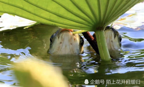  『鱼戏莲叶』想要去除塘里荷叶又不伤水草！这三个办法最适合！