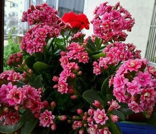  『长寿花』此花，不仅花色繁多特别好养护,深受养花人士的喜爱。