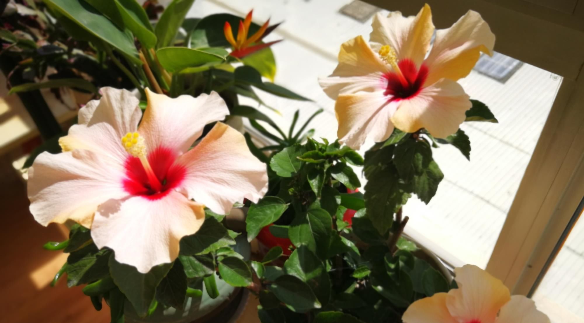  年宵@年底养花选这款，花色喜庆，天天有花开，好养易活，还可做年宵花