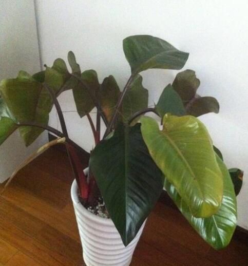  [观叶]很稀有的3种观叶植物，叶子比花都漂亮，养一盆真是“福气”