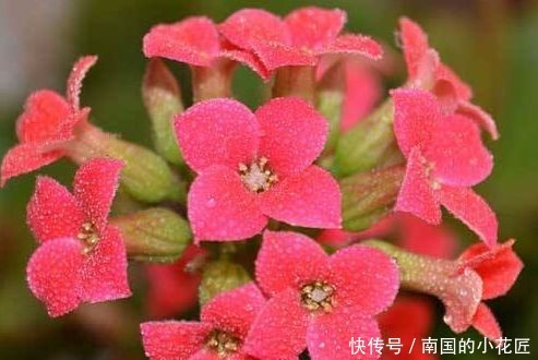  [长寿花]这几款小花养在家里，开花硕大香味浓，花姿优美，为花中异色，美