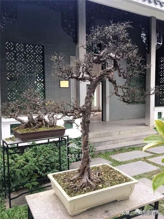  「作品」有年功的盆景，品相好，价值高！