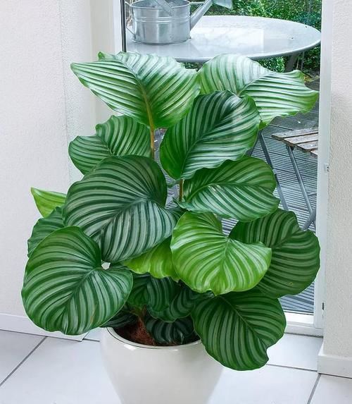  #花盆#室内盆栽：6种耐阴花，高端上档次，叶子越长越大！