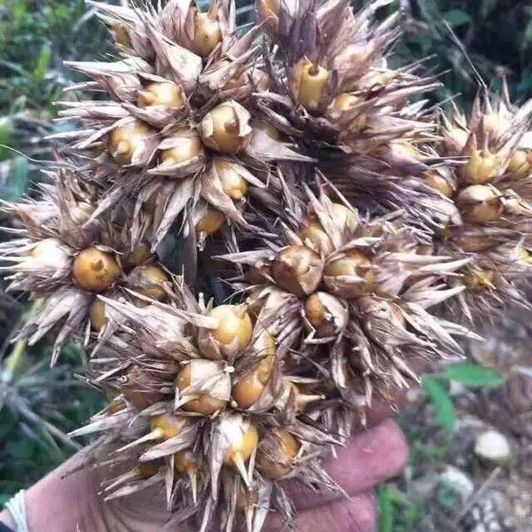  「口感」原来竹子也有果实，50年才结一次果，口感绵密，还十分可口？