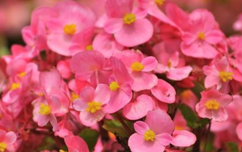 『大岩桐浇水』这几种花冬天叶面不能喷水,烂根枯叶整盆光,不可能开花