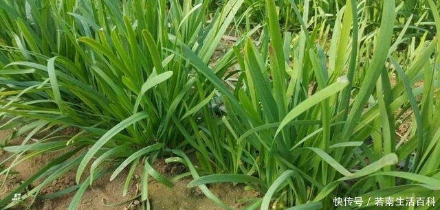 「收割」春天,韭菜进入生长关键期,注意4点,韭菜割完一茬又一茬