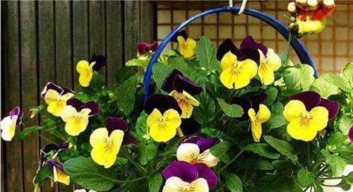  「漂亮」这1种花，比蝴蝶还漂亮的花，开花奇特很好养