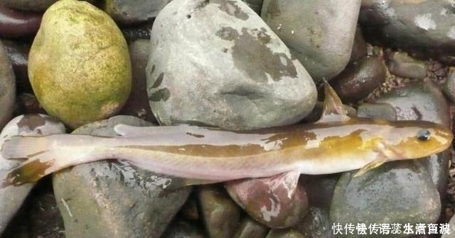  扁头：江里钓了条“黄颡鱼”，有人却说它是“石扁头”，你见过这种鱼吗