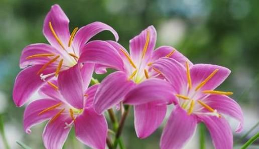  『小花』夏天阳台，就养这几款小花，比兰花还香，全年开花，花色烂漫迷人