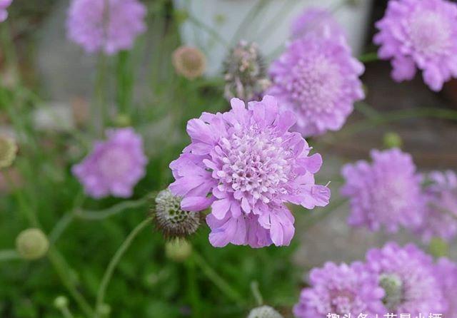 『松虫草』种下一盆蓝盆花，收获一片蓝朋友，小仙女和小风车都来陪你玩