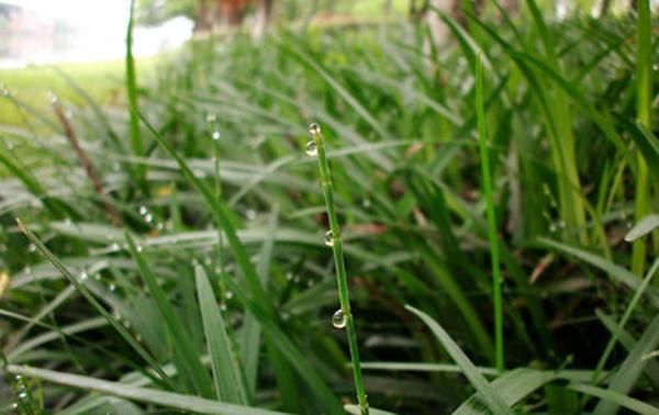  【节节】农村有一种节节草，一节一节寓意“恭祝高升”，以前喂牛现在当宝