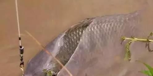  『大鲤鱼』为什么说野钓鲤鱼中鱼不难,难的是连竿给口呢