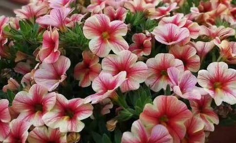  专属：居家养此款花，好养易成活，轻轻松松养爆盆，打造专属阳台花园