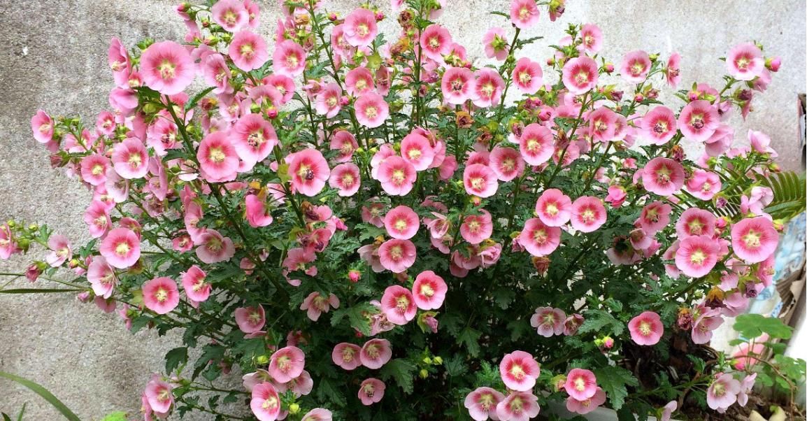  「花期」最容易爆盆的一种花卉，花期很长，一年四季都能开花，非常好养活
