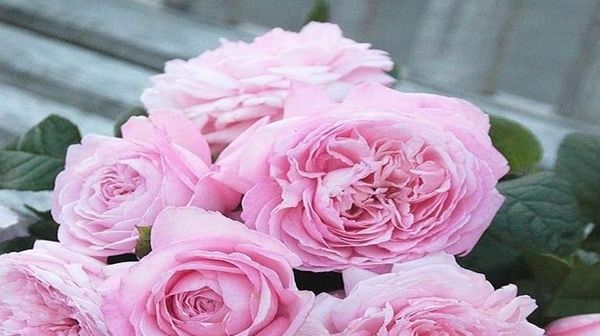 「发芽」月季老桩买来发芽焉了还能长新芽吗?
