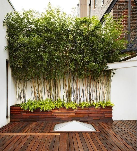 庭院竹子50张图告诉你，花园里种竹子有多高大上，气质瞬间提升