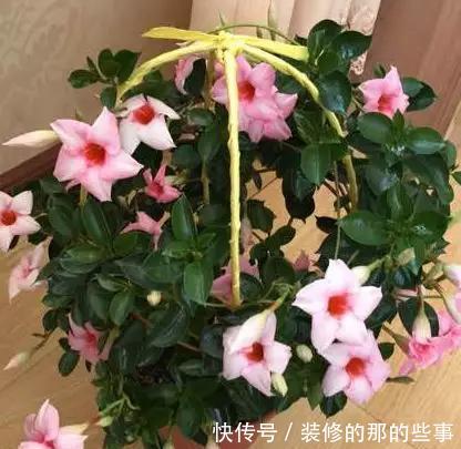 次水就行@阳台变花园,8种花现在养,半个月就爆满阳台,长的飞快花也多