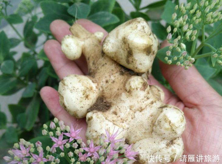 农村1个非常好吃的蔬菜，许多药店花钱收购，有很多农民不愿种植