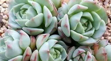  『静夜』这20种美丽的多肉，竟都是静夜的后代！静夜还真是个多情种呢！