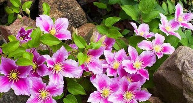  『光照』这几种花就是开花机器，水肥光照都到位，呼呼开花太美了