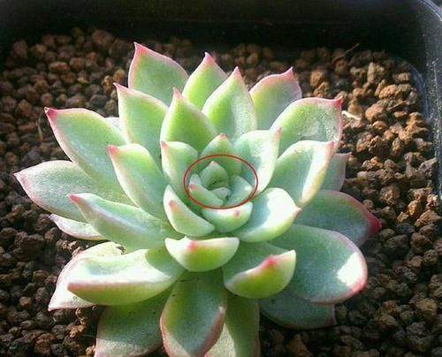  片花瓣■不明白什么是“缀化”？一招让你变成多肉老司机！