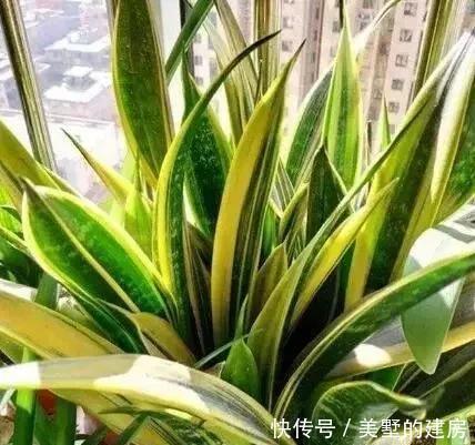 虎皮兰|虎尾兰长得慢,这4点做好,叶片肥厚,长到一米高,侧芽窜满盆