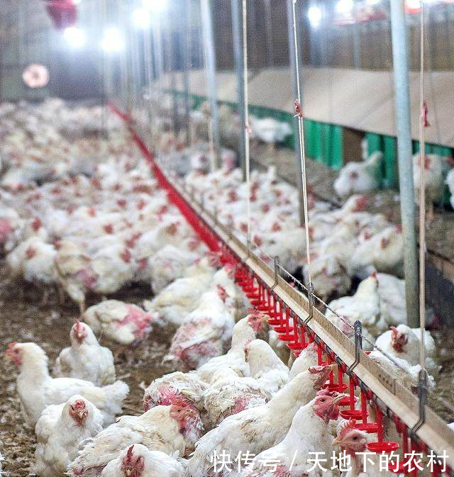 养鸡场被举报3千只鸡要被处理 乡村教师被要求