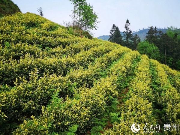  『茶产业』六枝：茶园“黄金芽”开采