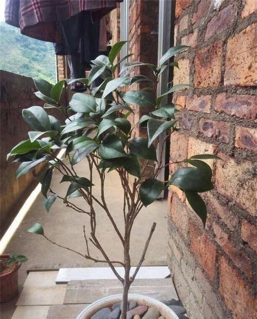 越多越好@茶花花苞越多越好?小心空欢喜一场!