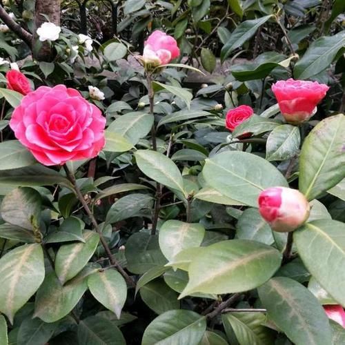  [茶花]想要茶花长势好、开花旺，这“1件事”绝对不能少，否则难开花