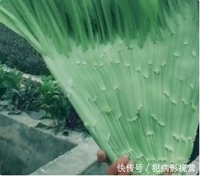 老农去自家田里挖莴笋，觉得底部怪怪的，小心扒出之后不淡定了！