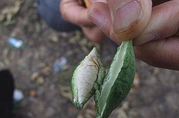 这种野果曾在农村到处有，70后爱当零食吃，现在大山中也难找