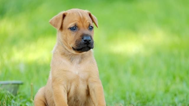 「泰迪」泰迪冬季尿频怎么办