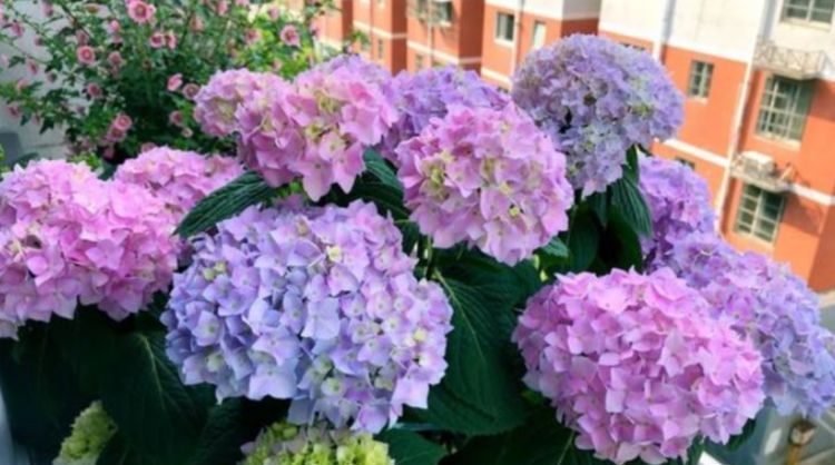  『风雨兰』这几种花谁养谁喜欢，花色丰富花期长，家里养两盆，花美心情爽！