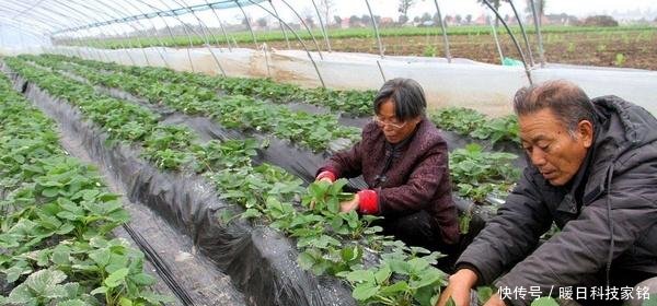 未来几年，农村这3个生意体面而且吃香，是2019赚钱的好选择！