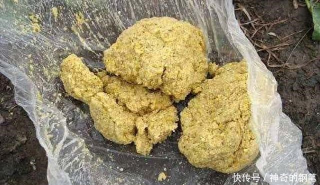 『谈谈』从钓获这条金鳞红尾的野生鲤鱼,谈谈我钓鲤鱼的经验,重点在窝料