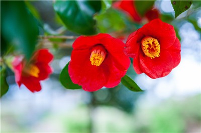 林清轩专注女性肌肤 帮助修复皮肤